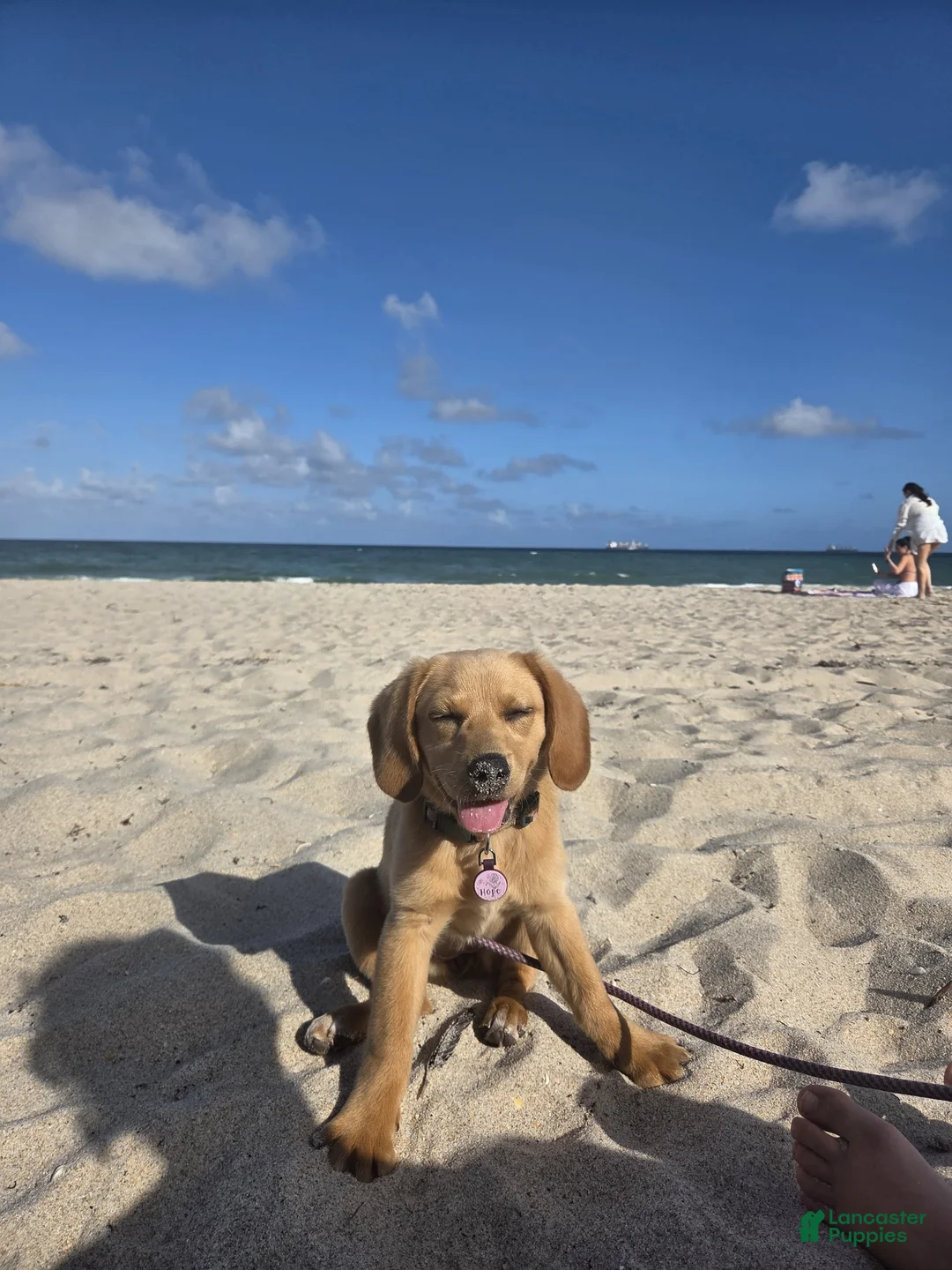 Mixed Breed dogs for sale: Hope - Ad 2