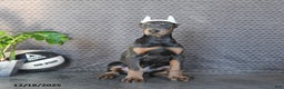Doberman Pinscher dogs for sale: Zodo - Ad 3