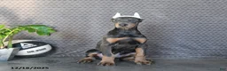 Doberman Pinscher dogs for sale: Zodo - Ad 3