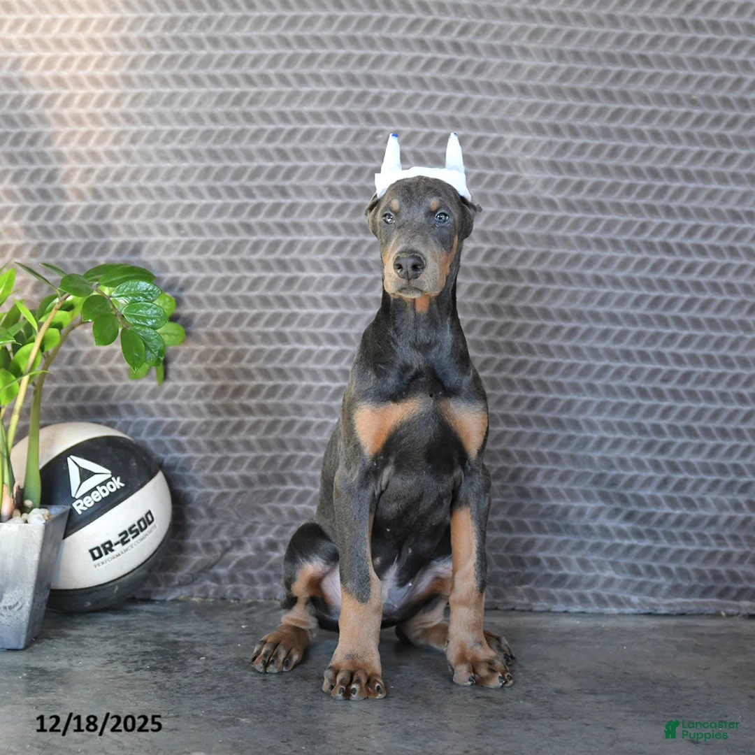 Doberman Pinscher dogs for sale: Zodo - Ad 3