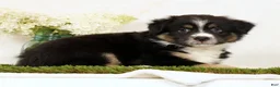 Miniature Australian Shepherd dogs for sale: Lego - Ad 5