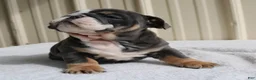 English Bulldog dogs for sale: Bailey  - Ad 2