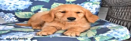 Golden Retriever dogs for sale: Percy - Ad 3