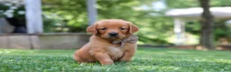 Golden Retriever dogs for sale: Jase - Ad 5