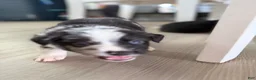 Australian Shepherd dogs for sale: Artemis  - Ad 5