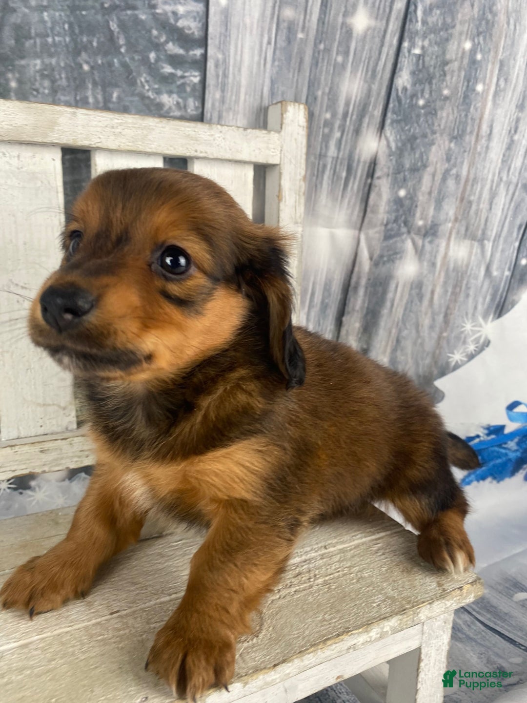 Miniature Dachshund dogs for sale: Dolly - Ad 5