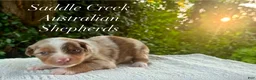 Australian Shepherd dogs for sale: Australian Shepherd 4 - Ad 1