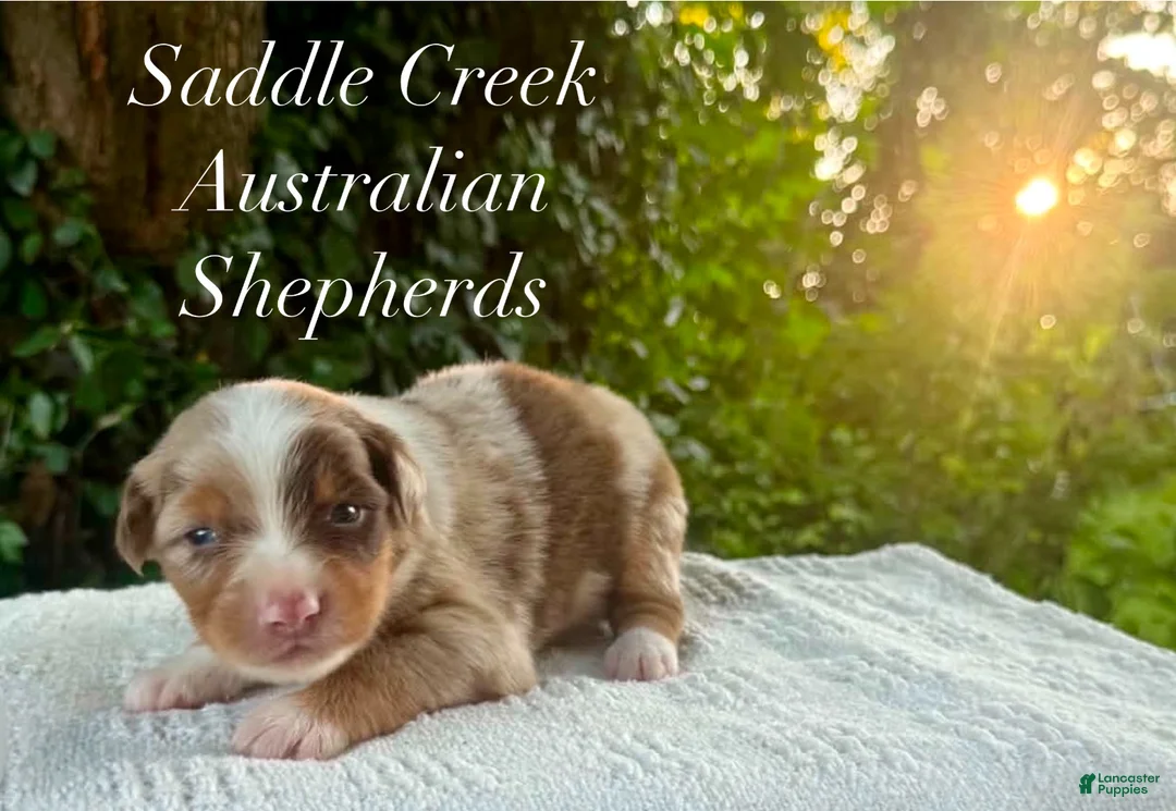 Australian Shepherd dogs for sale: Australian Shepherd 4 - Ad 1
