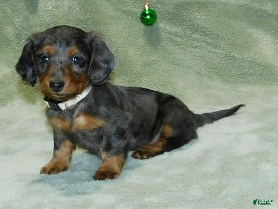 Miniature Dachshund dogs for sale: Miniature Dachshund Puppy 1 - Ad 12