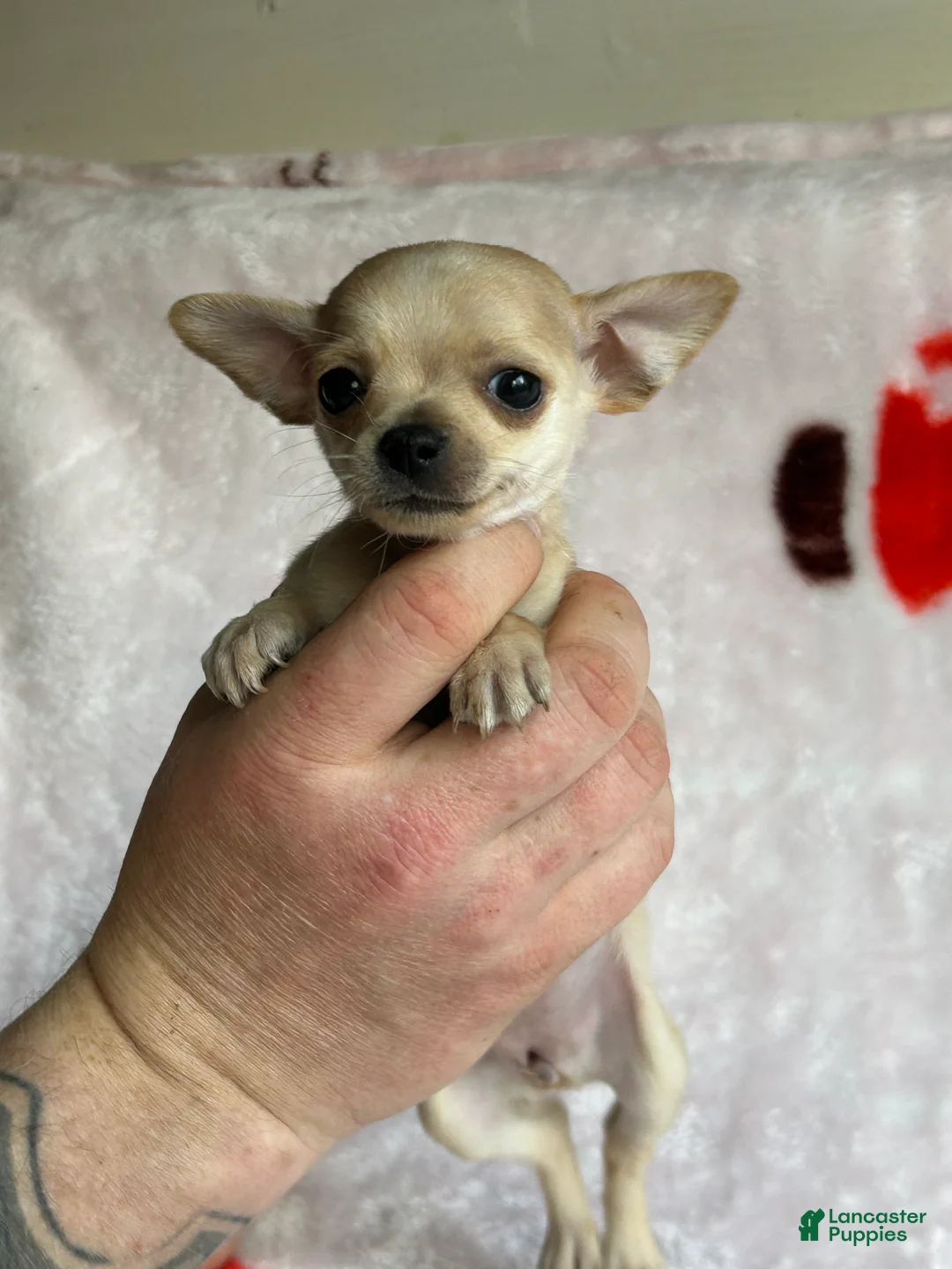 Chihuahua dogs for sale: Brandy  - Ad 35