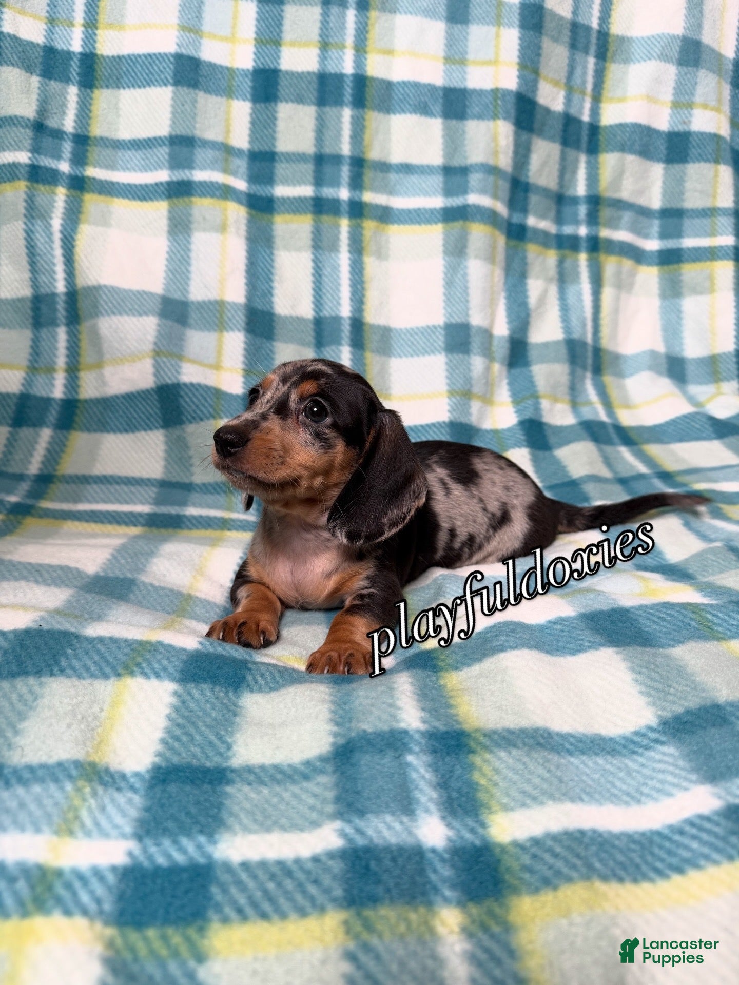 Miniature Dachshund dogs Black and Tan Silver Dapple Smooth Coat Male AKC  - Ad 39