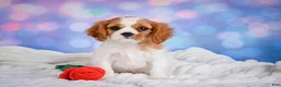 Cavalier King Charles Spaniel dogs for sale: Sasha - Ad 1