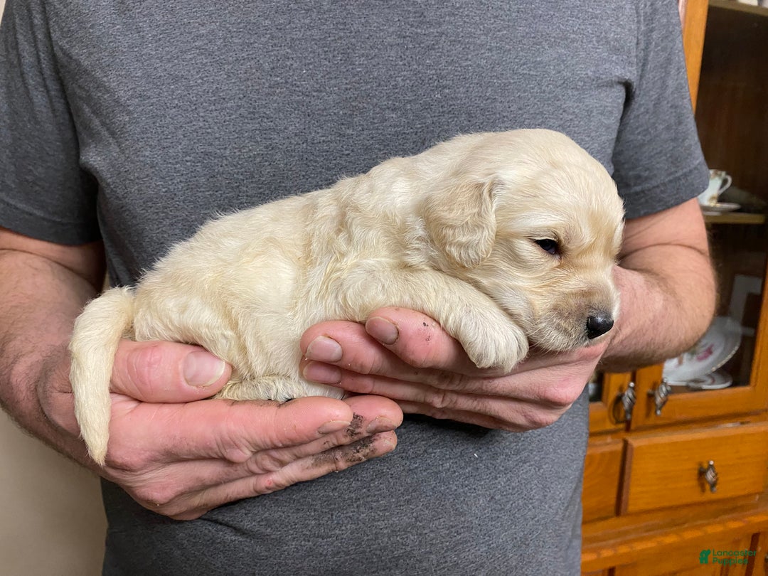 Goldendoodle dogs for sale: Goldendoodle Puppy 4 - Ad 8