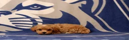 Maltipoo dogs for sale: Beatrice - Ad 4