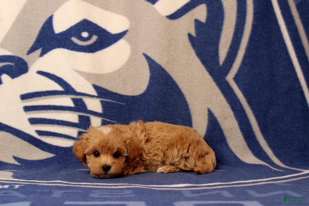 Maltipoo dogs for sale: Beatrice - Ad 4