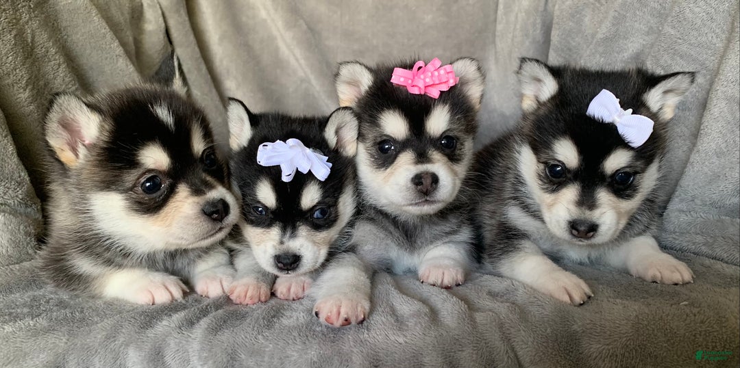 Alaskan Klee Kai dogs for sale: Gorgeous Toy Husky~Sweet POLLY~!!! - Ad 11