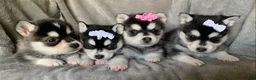 Alaskan Klee Kai dogs for sale: Gorgeous Toy Husky~Sweet POLLY~!!! - Ad 11