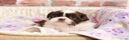 Shih Tzu dogs for sale: Arya - Ad 2