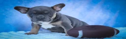 Frenchton dogs for sale: Quest - Ad 3