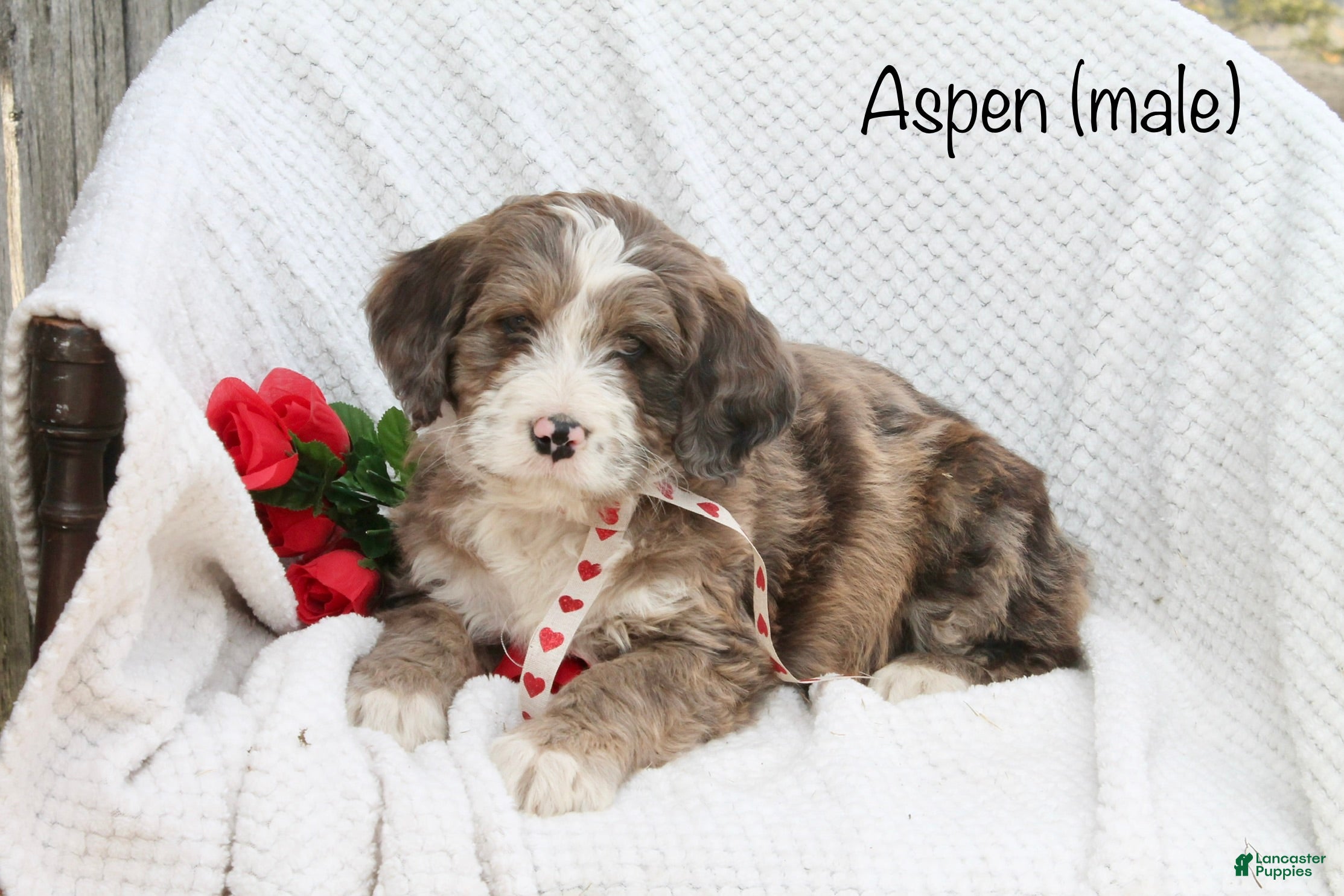 Bernedoodle dogs Aspen - Ad 33