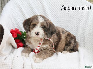 Bernedoodle dogs Aspen - Ad 14