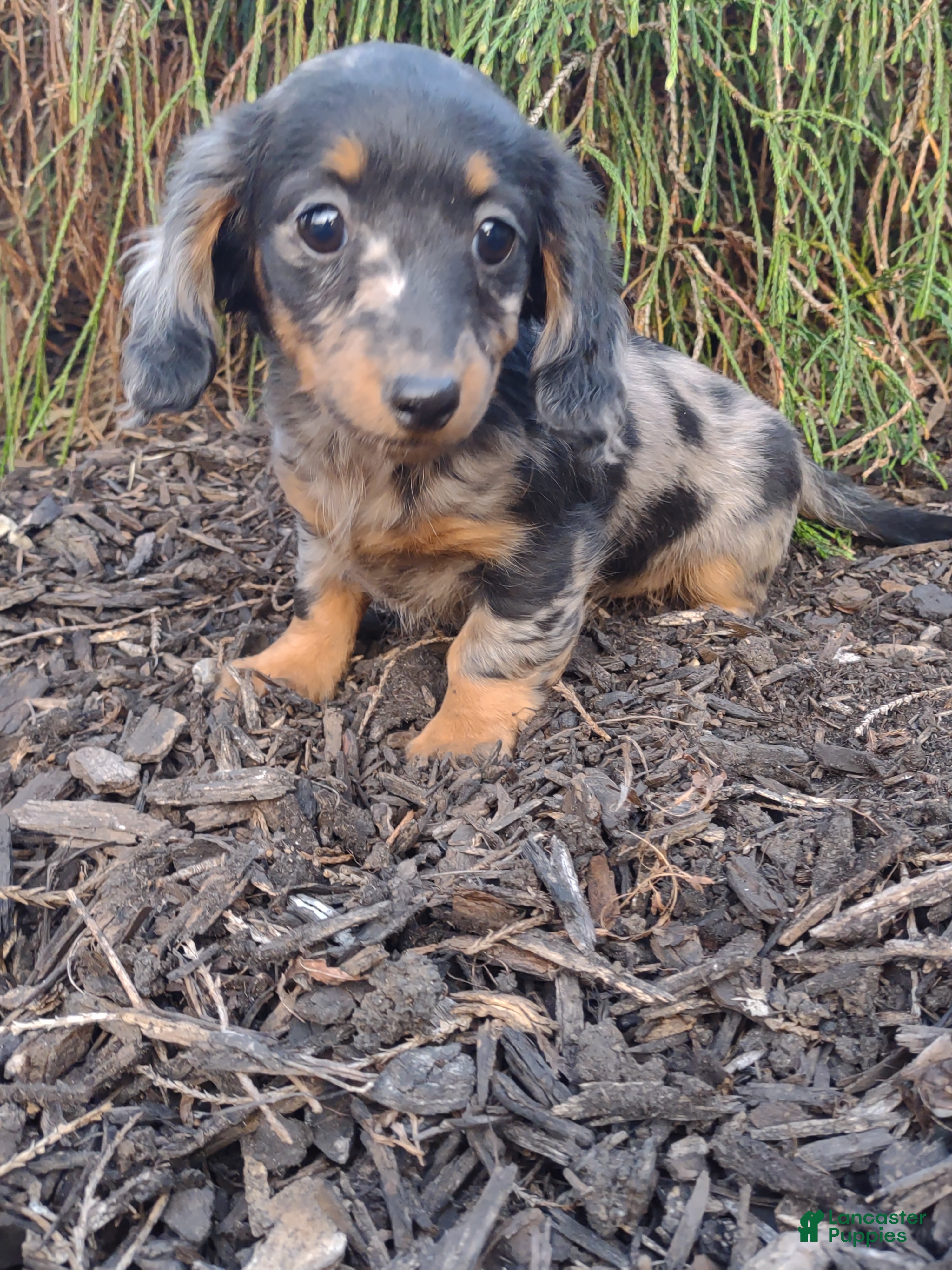 Dachshund dogs Roxy - Ad 2