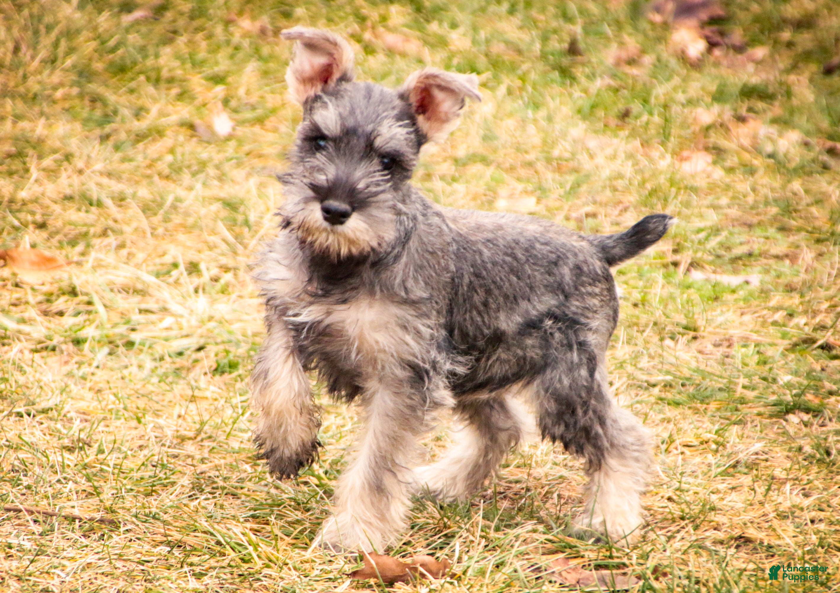 Miniature Schnauzer dogs Maggie - Ad 21