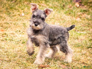 Miniature Schnauzer dogs Maggie - Ad 37