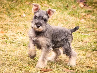 Miniature Schnauzer dogs Maggie - Ad 34
