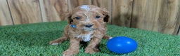 Cavapoo dogs for sale: Mabeline Boy 1 - Ad 1