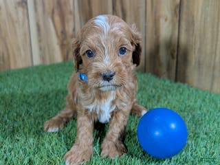 Cavapoo dogs Mabeline Boy 1 - Ad 13