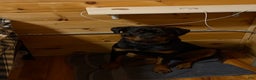 Rottweiler dogs for sale: Duncan - Ad 3