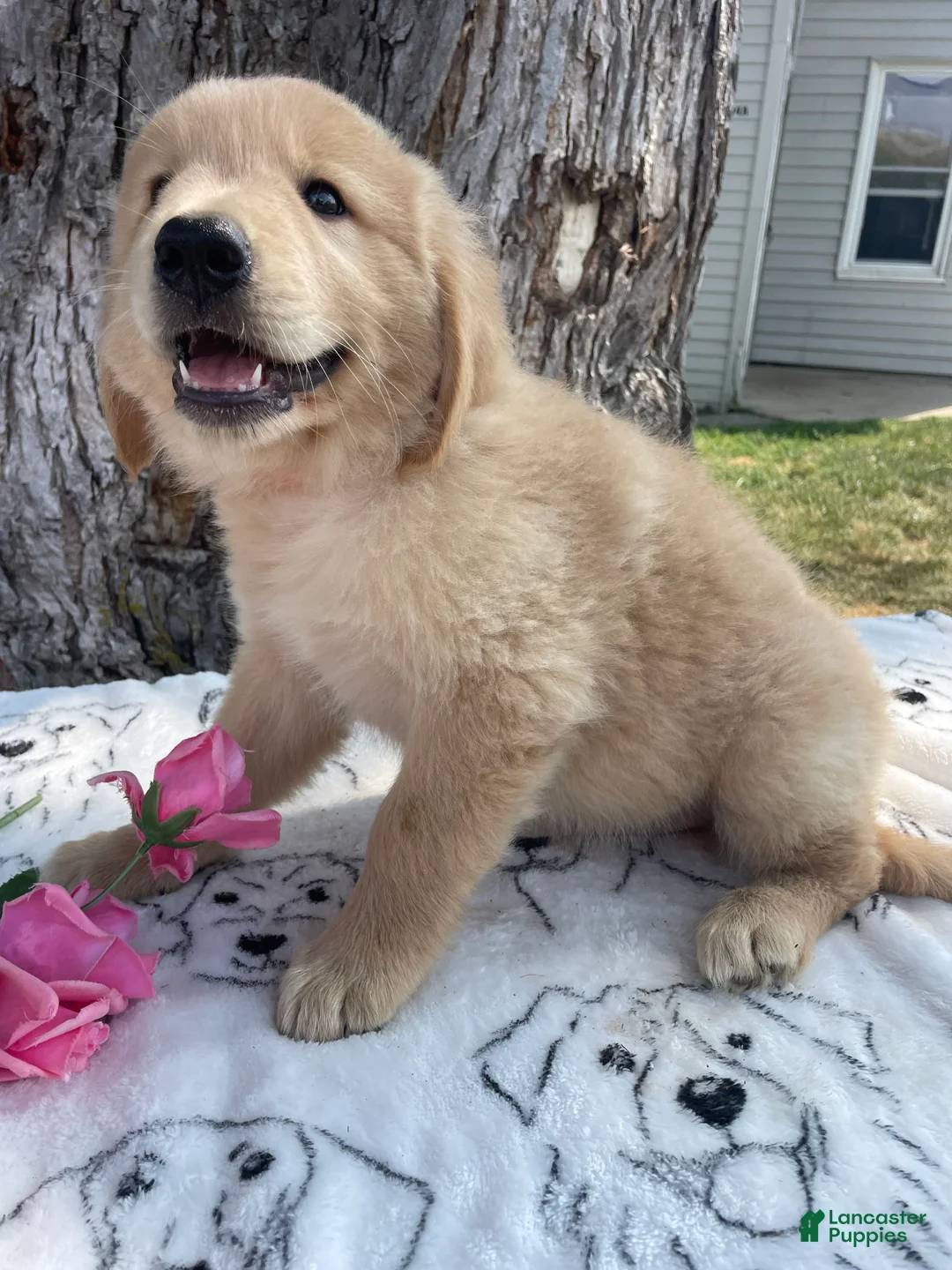 Mixed Breed dogs for sale: Dwight - Ad 4