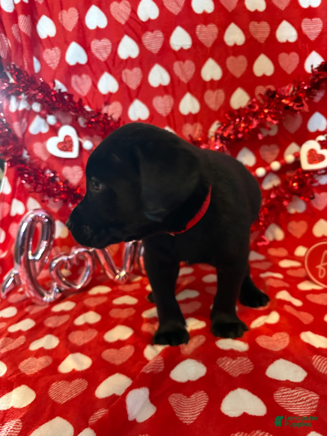 Labrador Retriever dogs for sale: Mack - Ad 2