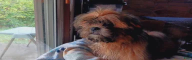 Shih Tzu 4