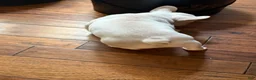 French Bulldog dogs for sale: French Bulldog 1 - Ad 4