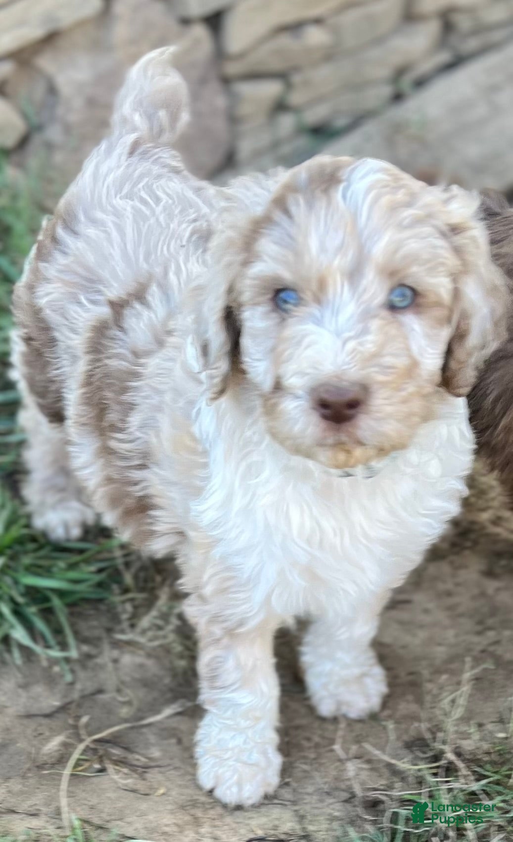 Aussiedoodle dogs for sale: Tabo - light blue - Ad 1