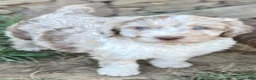 Aussiedoodle dogs for sale: Tabo - light blue - Ad 1