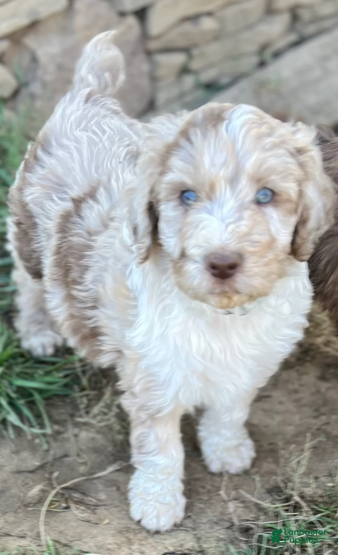 Aussiedoodle dogs for sale: Tabo - light blue - Ad 1