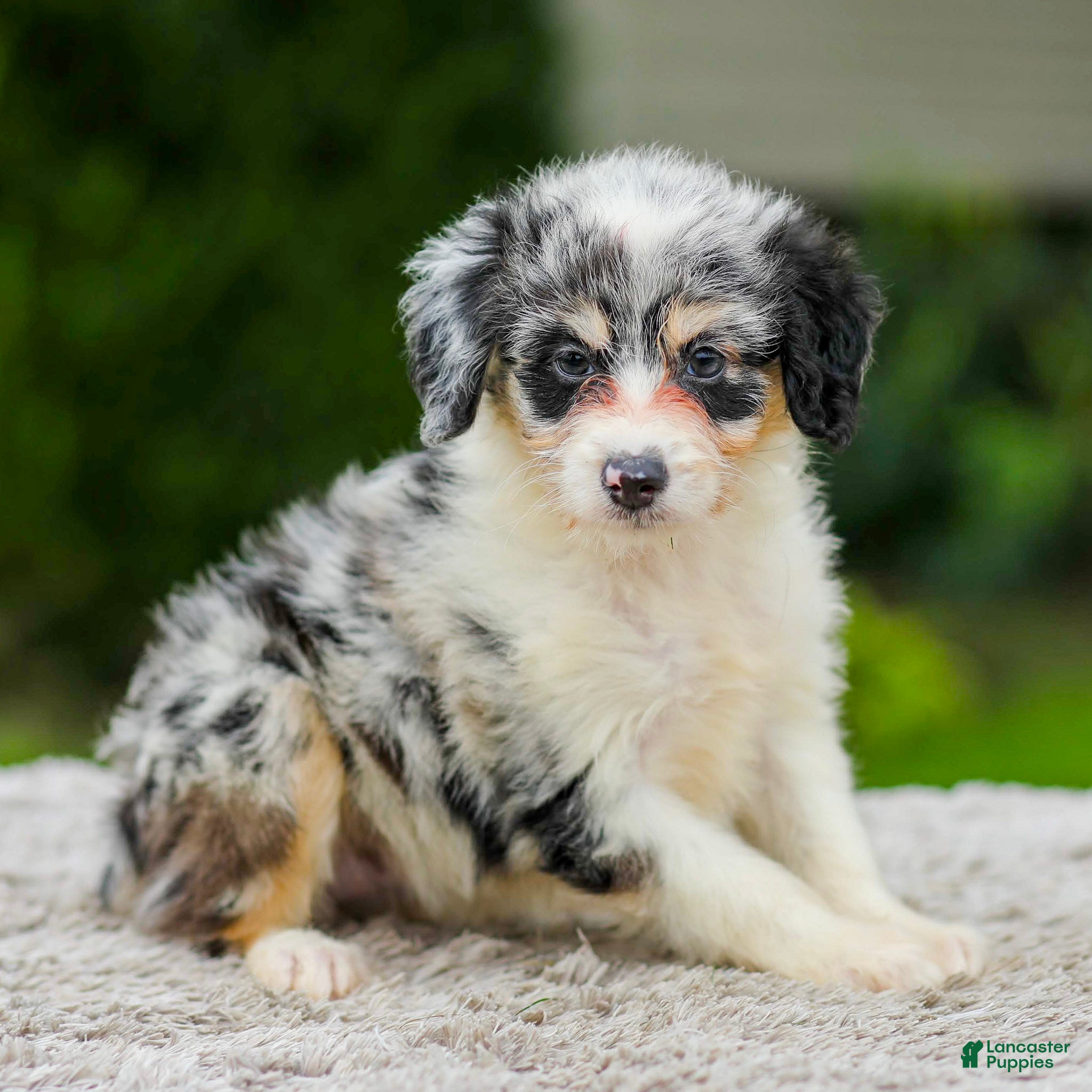Mini Aussiedoodle dogs Brooklyn - Ad 1