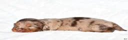 Miniature Dachshund dogs for sale: Harper - Ad 5