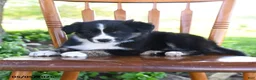 Border Collie dogs for sale: Laura - Ad 3