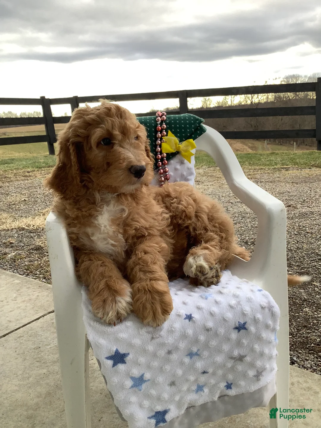 Goldendoodle dogs for sale: Freddie Goldendoodle Puppy 2 - Ad 4