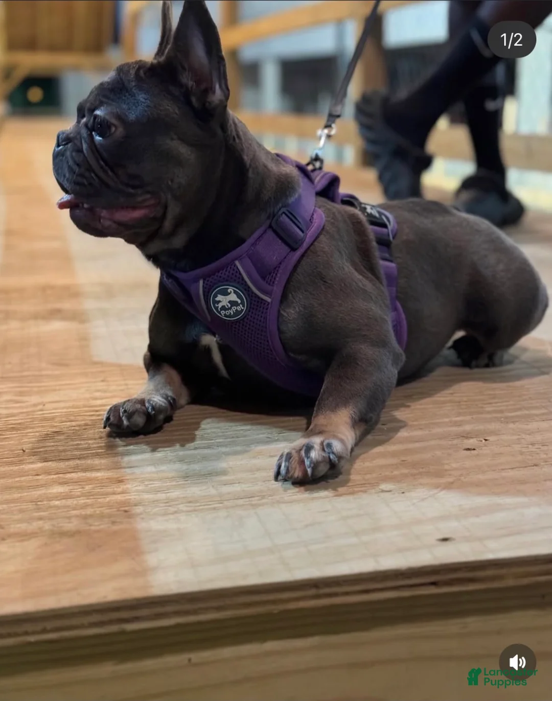 French Bulldog dogs for sale: French Bulldog Puppy 1 - Ad 1