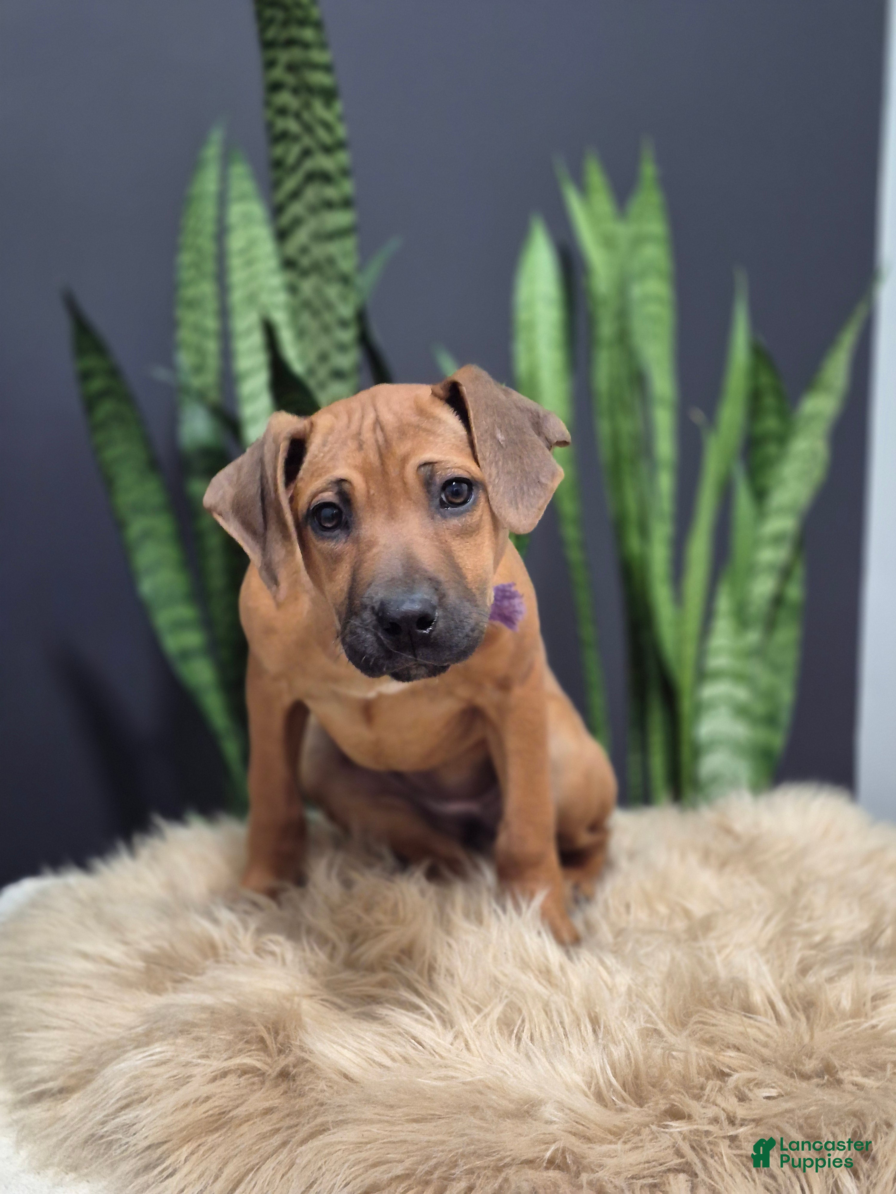 Rhodesian Ridgeback dogs Bailey - Ad 2