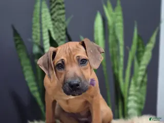 Rhodesian Ridgeback dogs Bailey - Ad 2