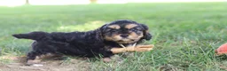 Cavapoo dogs for sale: Logan - Ad 9