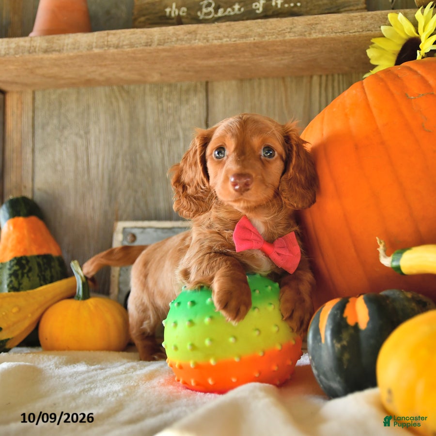 Dachshund dogs Pumpkin - Ad 2