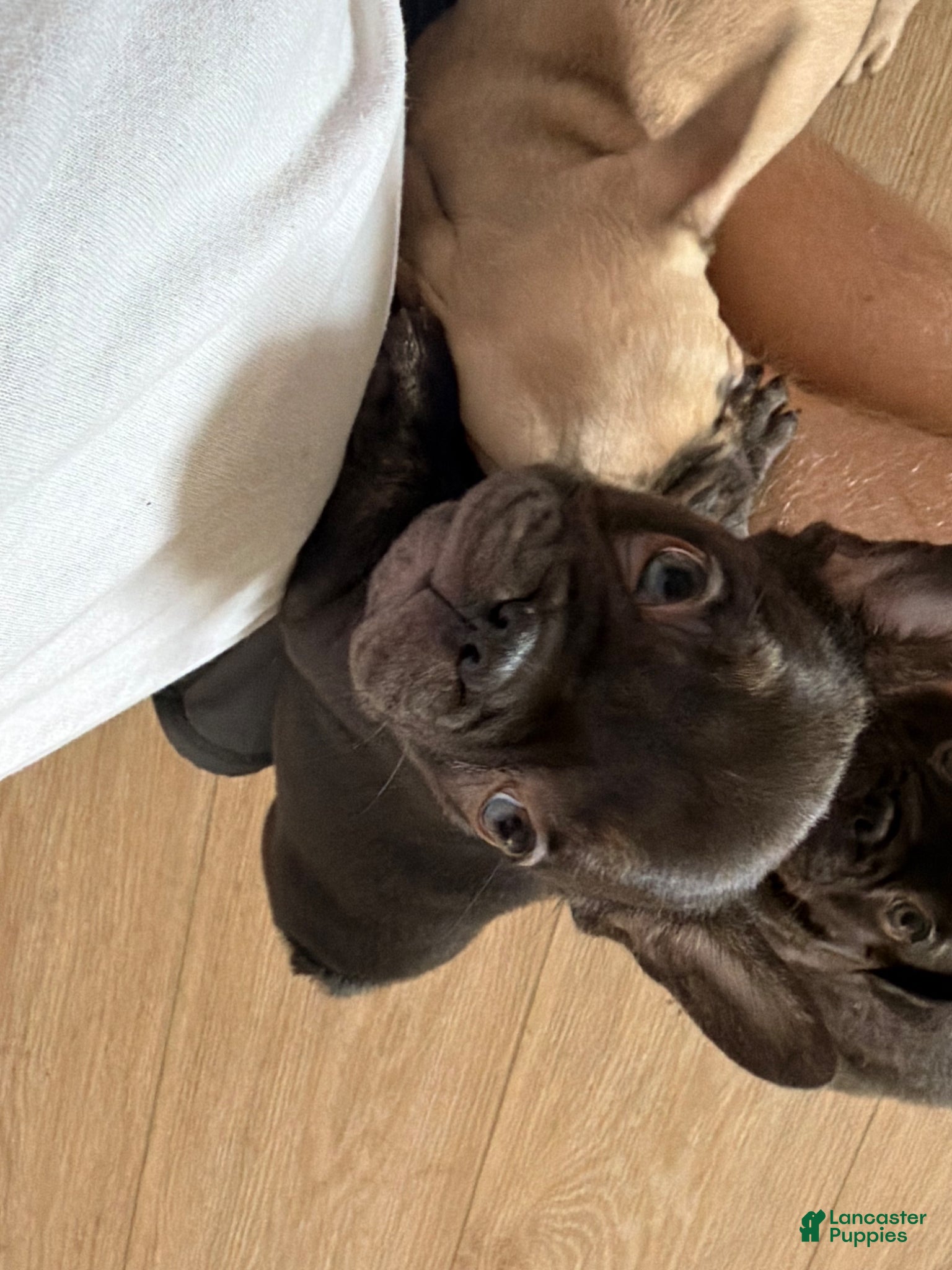 French Bulldog dogs French Bulldog Puppy 2 - Ad 2