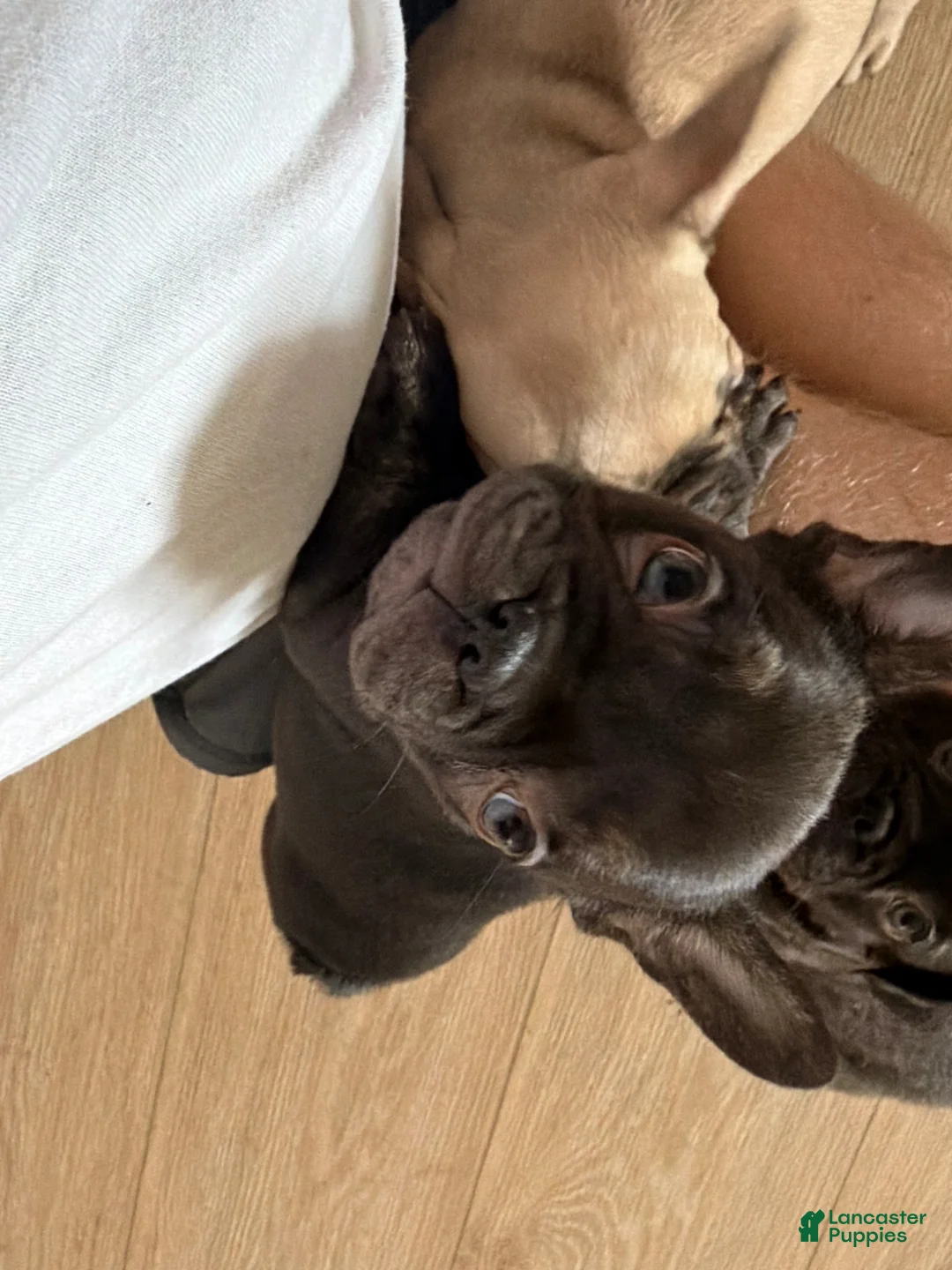 French Bulldog dogs for sale: French Bulldog Puppy 2 - Ad 2